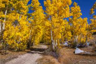 Trail in the Aspens-5582.jpg